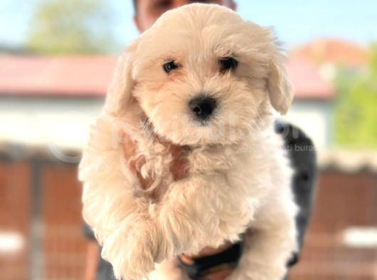Hiç Büyümeyen Bembeyaz Maltese Terrier görsel