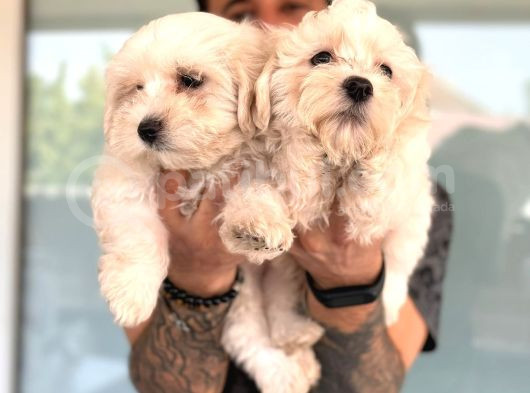 Hiç Büyümeyen Bembeyaz Maltese Terrier görsel