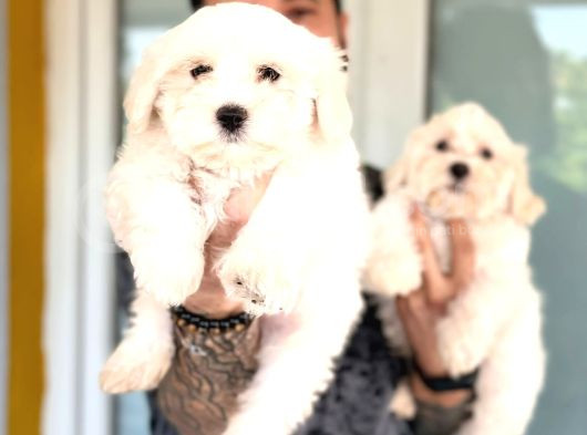 Hiç Büyümeyen Bembeyaz Maltese Terrier