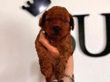 Secereli Toy Poodle Yavrularımız