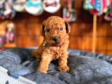 Secereli Toy Poodle Yavrularımız