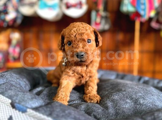 Secereli Toy Poodle Yavrularımız görsel