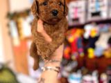 Secereli Toy Poodle Yavrularımız