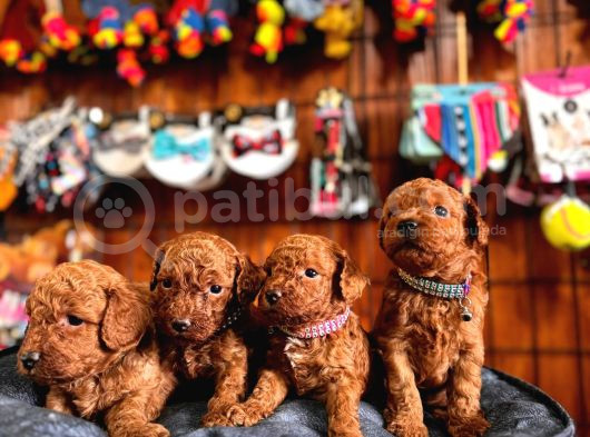 Secereli Toy Poodle Yavrularımız görsel
