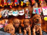 Secereli toy poodle yavrularımız
