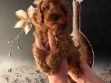 Evde Doğan Sağlıklı Poodle Bebeklerim