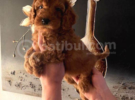Evde Doğan Sağlıklı Poodle Bebeklerim
