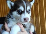 Kari̇zmati̇k Yakışıklı Husky Yavrularimiz