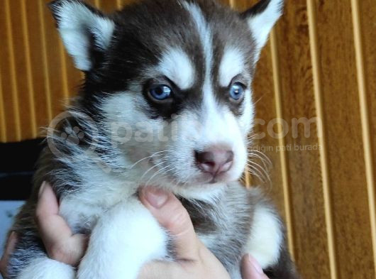 Kari̇zmati̇k Yakışıklı Husky Yavrularimiz görsel