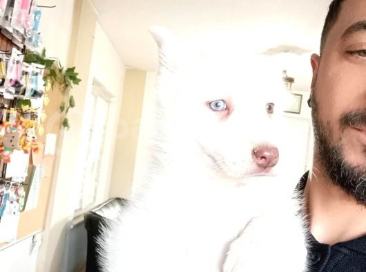 Kari̇zmati̇k Yakışıklı Husky Yavrularimiz görsel