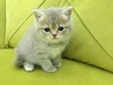 British Shorthair Minnoş Kızım Teslime Hazır
