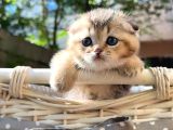 Sertifikalı Full Şcrli Golden Scottish Fold