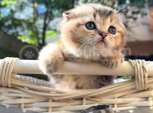 Sertifikalı Full Şcrli Golden Scottish Fold görsel