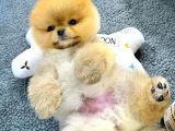 Mükemmel Güzellikte Pomeranian Boo Yavrular