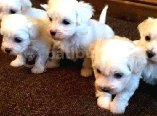 Xs Maltese Bebekler