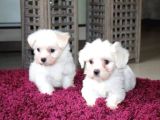 Xs Maltese Bebekler