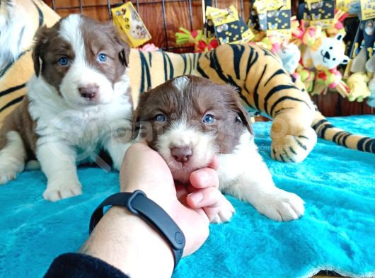 Dunyani̇n En Zeki̇ Irki Kizil Border Collie