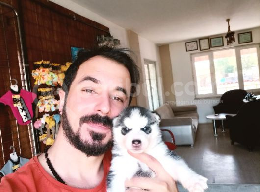 Kari̇zmati̇k Yakışıklı Husky Yavrularimiz görsel