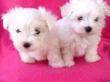 Korean Maltese Terrier Yavruları mama ve malzeme kampanyalı