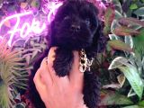 Hareketli dişi toy poodle siyah