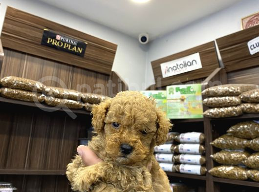 Teacup Poodle Erkekler görsel