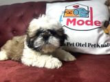 Pet Mode Köpek Çiftliğinden Shih_Tzu Yavrularımız