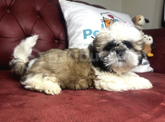 Pet Mode Köpek Çiftliğinden Shih_Tzu Yavrularımız görsel