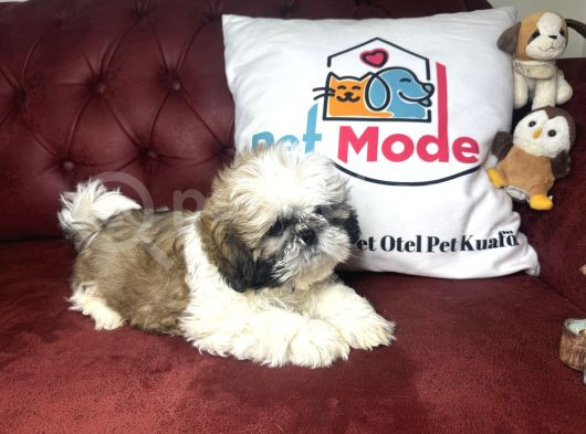 Pet Mode Köpek Çiftliğinden Shih_Tzu Yavrularımız görsel