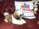 Pet Mode Köpek Çiftliğinden Shih_Tzu Yavrularımız
