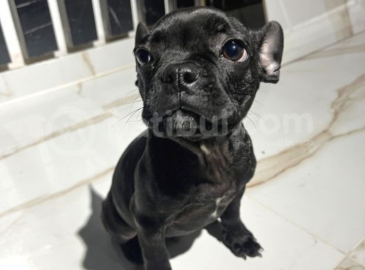 French Bulldog Yavrular görsel