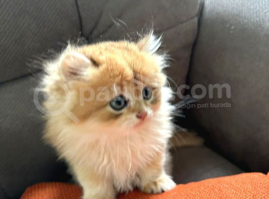 2 Aylik Safkan Golden British Longhair Erkek Yavru görsel