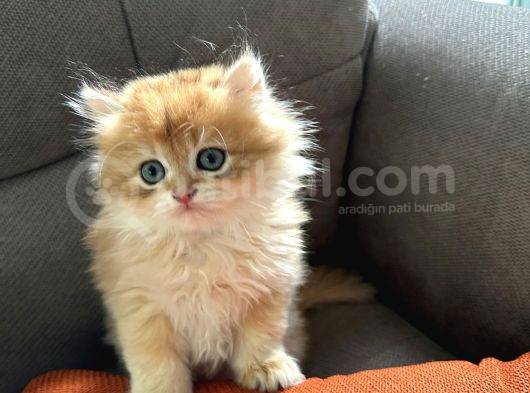 2 Aylik Safkan Golden British Longhair Erkek Yavru görsel