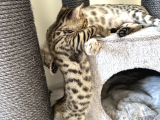 Si̇lver-Black- Charcoal- Charcoal Plati̇n Bengal