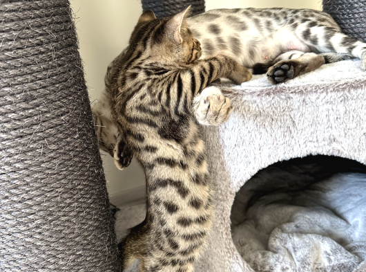 Si̇lver-Black- Charcoal- Charcoal Plati̇n Bengal görsel