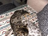 Si̇lver-Black- Charcoal- Charcoal Plati̇n Bengal