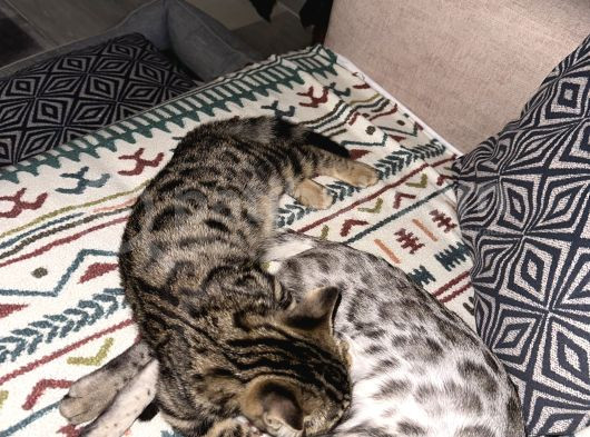 Si̇lver-Black- Charcoal- Charcoal Plati̇n Bengal görsel