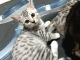 Si̇lver-Black- Charcoal- Charcoal Plati̇n Bengal