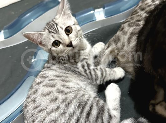 Si̇lver-Black- Charcoal- Charcoal Plati̇n Bengal görsel