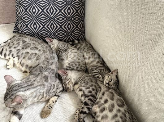 Si̇lver-Black- Charcoal- Charcoal Plati̇n Bengal