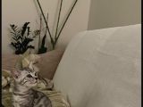 Si̇lver-Black- Charcoal- Charcoal Plati̇n Bengal