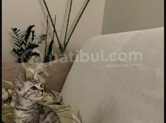 Si̇lver-Black- Charcoal- Charcoal Plati̇n Bengal görsel