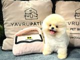Ayı Surat pomeranian Boo Yavrularımız