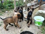 Minik Pirana belçika kurdu yavrularım  son iki adet