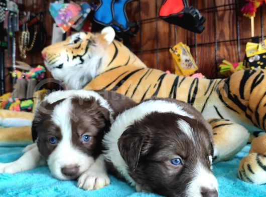 Dunyani̇n En Zeki̇ Irki Kizil Border Collie görsel