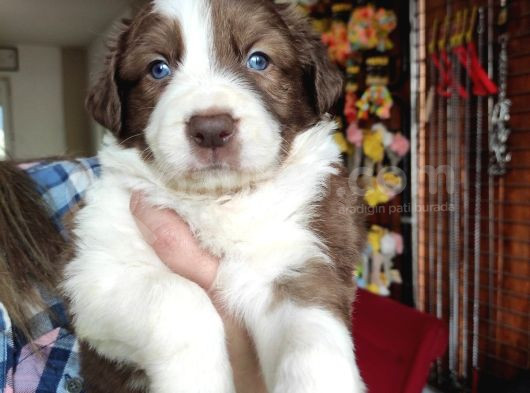 Dunyani̇n En Zeki̇ Irki Kizil Border Collie görsel