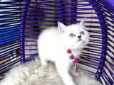 British Shorthair Silver Point Yavrular