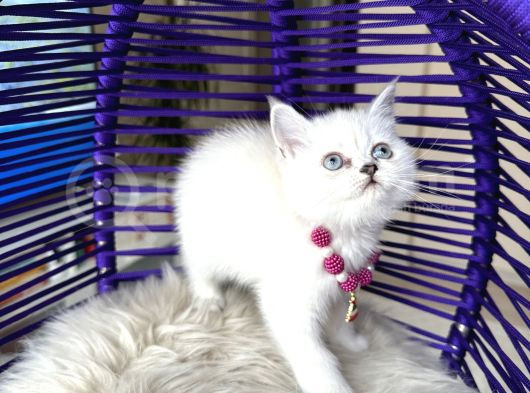 British Shorthair Silver Point Yavrular görsel