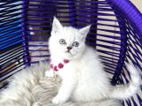 British Shorthair Silver Point Yavrular