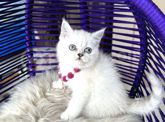 British Shorthair Silver Point Yavrular