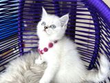 British Shorthair Silver Point Yavrular